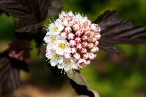 Obraz Physocarpus